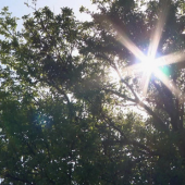 Examining Effects of Extreme Heat in Chicago’s Black Communities
